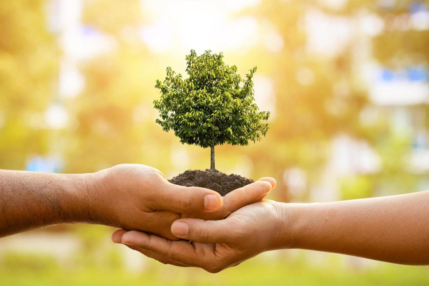 Nurturing Growth: From Seed to Forest